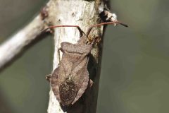 Dock Bug - Coreus marginatus, Potteric Carr on Mother drain track.