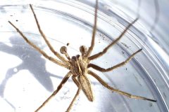 Nurseryweb Spider - Pisaura mirabilis, In the Willow hide, Potteric Carr