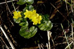 Marsh Marigold - Caltha palustris, Potteric Carr at Pond dipping area.