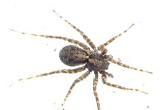 Spider found in wet ground vegetation at pond side, Potteric Carr (SE5800).