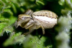 Unknown spider, Loversal Delph, Potteric Carr.