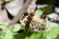 Nomada Bee - Nomada flava ? Loversal Delph, Potteric Carr.