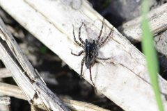 Pardosa sp., Loversal Delph, Potteric Carr.
