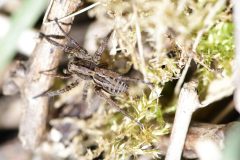 Pardosa sp., Loversal Delph, Potteric Carr