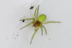Araniella cucurbitina , Loversall Delf, Potteric Carr