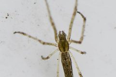 Tetragnatha montana, Loversall Delf, Potteric Carr.
