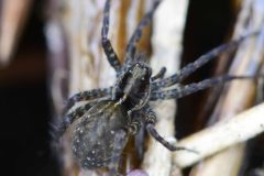 Wolf Spider - Pardosa monticola, Loversall Delf, Potteric Carr.
