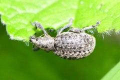 Unknown Broad-nosed Weevil, Loversall Delf, Potteric Carr. 