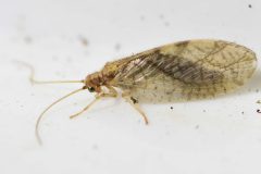Brown Lacewing - Micromus variegatus, Loversall Delf, Potteric Carr.