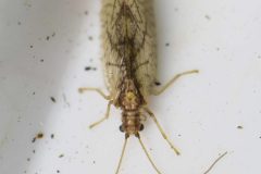 Brown Lacewing - Micromus variegatus, Loversall Delf, Potteric Carr.
