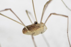 Rilaena triangularis, Loversall Delf, Potteric Carr.