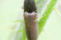 Click Beetle - Athous haemprrhoidali, Loversall Delf, Potteric Carr.