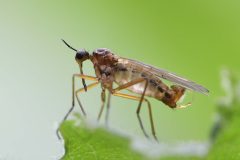 Dance Fly - Empis tessellata, Loversall Delf, Potteric Carr. 