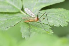 Limonia nigropunctata, Loversall Delf, Potteric Carr. 