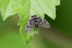 Pericoma sp. - Moth Flies, Loversall Delf, Potteric Carr