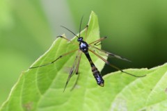 Ptychoptera albimana, Loversall Delf, Potteric Carr. © Les Coe