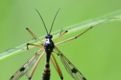 Ptychoptera contaminata (mâle), Loversall Delf, Potteric Carr. 