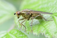 Scathophaga sp., Loversall Delf, Potteric Carr.