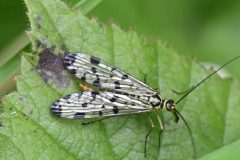 Panorpa sp. - Scorpion Fly, Loversall Delf, Potteric Carr.