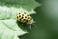 22-spot Ladybird - Psyllobora vigintiduopunctata, River Idle, Bawtry (28 May 2026). 