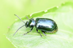 Alder Leaf Beetle - Agelastica alni, River Idle, Bawtry (28 May 2026). 