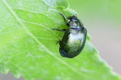 Green Dock Beetle - Gastrophysa viridula, River Idle, Bawtry (28 May 2026). 