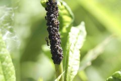 Dock-aphid - Aphis rumicis, River Idle, Bawtry (28 May 2026).