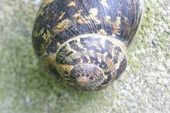 Garden Snail - Cornu aspersum, River Idle, Bawtry (28 May 2026).