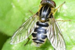 Helophilus sp., River Idle, Bawtry (28 May 2026).