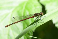 Large Red Damselfly - Pyrrhosoma nymphula, River Idle, Bawtry (28 May 2026).
