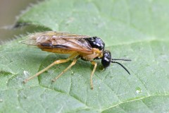 Sawfly - Tenthredo sp., River Idle, Bawtry (28 May 2026). 