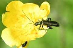 Swollen-thighed Beetle - Oedemera nobilis (m), River Idle, Bawtry (28 May 2026).