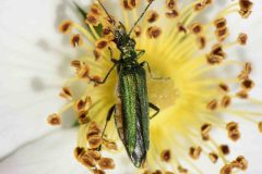 Swollen-thighed Beetle - Oedemera nobilis (f), River Idle, Bawtry (28 May 2026).