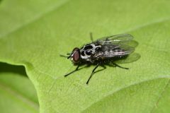 Anthomyia procellaris, Rossington Colliery Tip. 