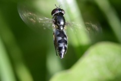 Platycheirus albimanus, Rossington Colliery Tip.
