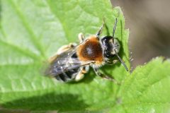 Mining Bee - Andrena sp. , Rossington Colliery Tip.