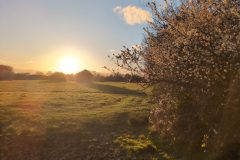 Reedholme at Thorpe Marsh (3 April 2026).