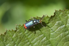 Common Malachite Beetle, Malachius bipustulatus, Went Reserve (12 May 2026).
