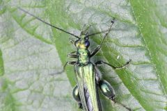 Swollen-thighed Beetle - Oedemera nobilis, Went Reserve (12 May 2026).