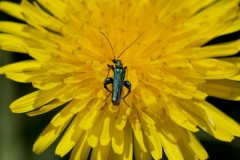 Swollen-thighed Beetle, Oedemera nobilis, Went Reserve (12 May 2026).