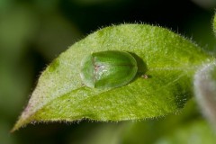 Thistle Tortoise Beetle, Cassida rubiginosa, Went Reserve (12 May 2026).