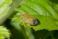 Gorse Shieldbug, Piezodorus lituratus, Went Reserve (12 May 2026).