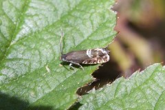 Grapholita internana, Went Reserve (12 May 2026). 
