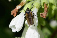Dance Fly - Empis tessellata, Went Reserve (12 May 2026).