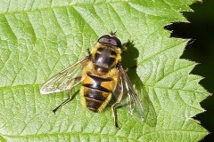 Batman Hoverfly, Myathropa florea, Went Reserve (12 May 2026).