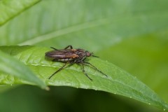 Empis tessellata, Went Reserve (12 May 2026). © Samantha Batty