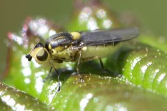 Grass Fly - Chlorops hypostigma, Went Reserve (12 May 2026).