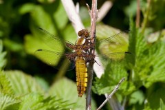 Broad-bodied Chaser, Went Reserve (12 May 2026). © Samantha Batty
