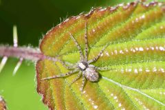 Philodromus agg, Went Reserve (12 May 2026).