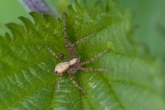 Philodromus agg., Went Reserve (12 May 2026). 